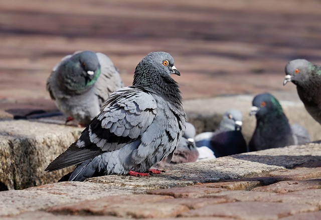 Zábrany proti vtákom – ideálna ochrana fasády vášho domu